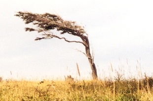 Prevailing wind