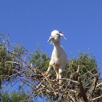 Goat tree